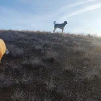 سگ سرابی|سگ|مشگین شهر, |دیوار