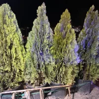 گل و گیاه خانه های ویلایی