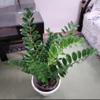 زاموفیلیا بسیار بزرگ و آگلونما زیبا هدیه روز مادر|گل و گیاه طبیعی|اصفهان, جوزدان الیادران|دیوار