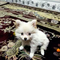 توله 3ماهه پامرخرسی|سگ|قرچک, مهدیه|دیوار