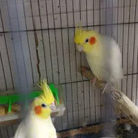 تعداد زیادی جفت عروس هلندی