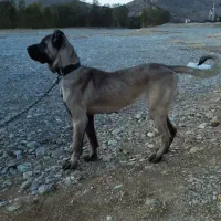 سگ سرابی ماده