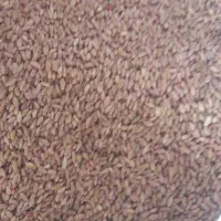گندم شبرنگ و سیروان دره شهر