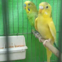 مرغ عشق جفت