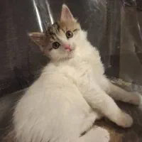 واگذاری گربه خوشگل
