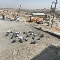کفتر