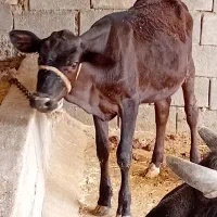 فروش گاو دورگ  با گوساله ماده