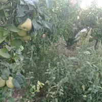 450متر باغ بافت سهیلیه زعفرانیه زکی اباد
