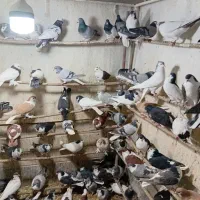 کفتر|پرنده|قم, کلهری|دیوار