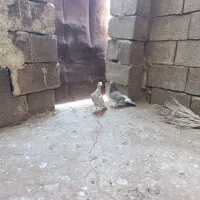 کبوتر