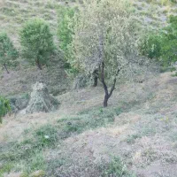 فروش-یک-قطعه-زمین-گسترده-و-باغ-مخصوص-دام