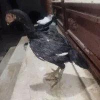 جوجه لاری|حیوانات مزرعه|سرپل ذهاب, |دیوار