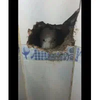 نشت یابی، لوله کشی|خدمات پیشه و مهارت|اهواز, زیتون کارمندی|دیوار