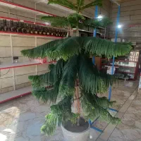 گل کاج مطبق