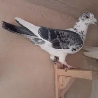 کفتر پلاکی|پرنده|شیراز, کوشک میدان|دیوار