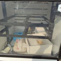 دستگاه جوجه کشی ۵۰۴ تایی اسکندری|لوازم جانبی حیوانات|تالش, طولارود|دیوار