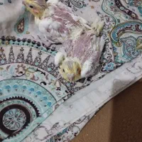 جوجه عروس هلندی