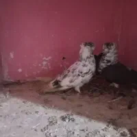 شکلاتی گرگی قاره|پرنده|سرخنکلاته, |دیوار