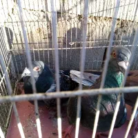 کبوتر آلمانی نر دوتا یه دونه آبگل نر|پرنده|خوشاب, |دیوار