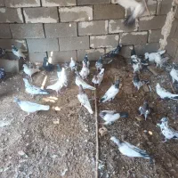 کبوتر کله ای(تاپ)شیخ سیاه پلاکی جمله|پرنده|اهواز, امانیه|دیوار