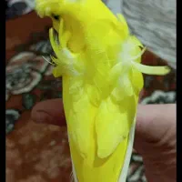 مرغ عشق کاکلی سخنگو 20کلمه معاوضه با قناری مولد|پرنده|تبریز, |دیوار