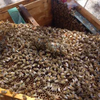 کندو و طبق زنبور عسل