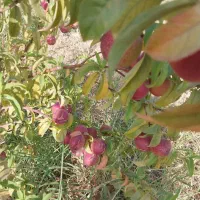 فروش-فوری-باغ-در-منطقه-شازند-باغ-برآفتاب