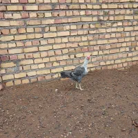 مرغ خروس لاری