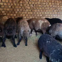 9راس بره نر 35کیلو|حیوانات مزرعه|قزوین, |دیوار