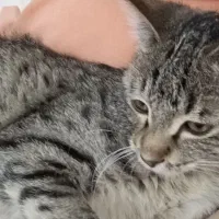 بچه گربه باهوش تمایل به همراهی با آدم ها|گربه|ارومیه, |دیوار