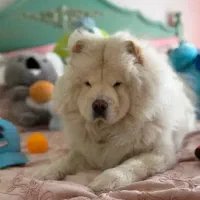 سگ چاو چاو اصل هم فروش هم معاوضه