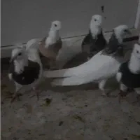 پنج عددطوقی