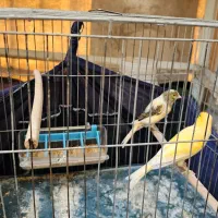 قناری|پرنده|تهران, باغ خزانه|دیوار