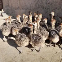 فروش جوجه شترمرغ