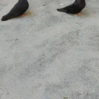 کبوتر