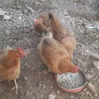 مرغ جوان تخمگذار