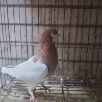 چپ زرد|پرنده|اهواز, سلطانمنش|دیوار