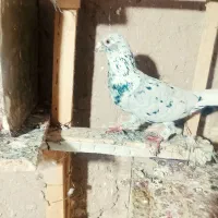 کبوتر سار و پولکی و ساده سیاه