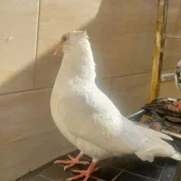 گمشده جوجه کبوتر