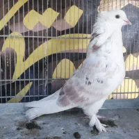 کفتر کلکسیونی|پرنده|قم, سالاریه|دیوار