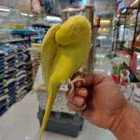 ملنگو زرد|پرنده|کرج, فاز ۳ گوهردشت|دیوار