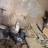 چهار عدد کفتر ،جوجه خوب
