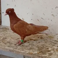 زدم سفید ماده فروشی