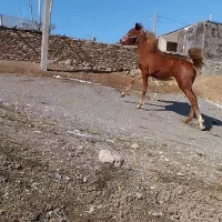 نوزین فروشی|اسب و تجهیزات اسب‌سواری|الیگودرز, |دیوار