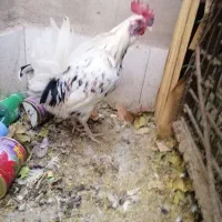 خروس گلین|حیوانات مزرعه|بردسیر, |دیوار