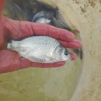 بچه آمور ماهی کپور