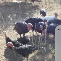 بوقلمون ماده