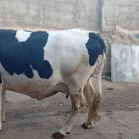ب گاو هلشتاین شکم چهارم