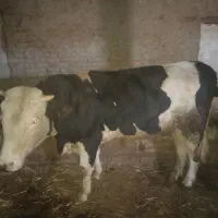 گاو نر سیمنتال