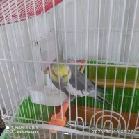 عروس هلندی نر